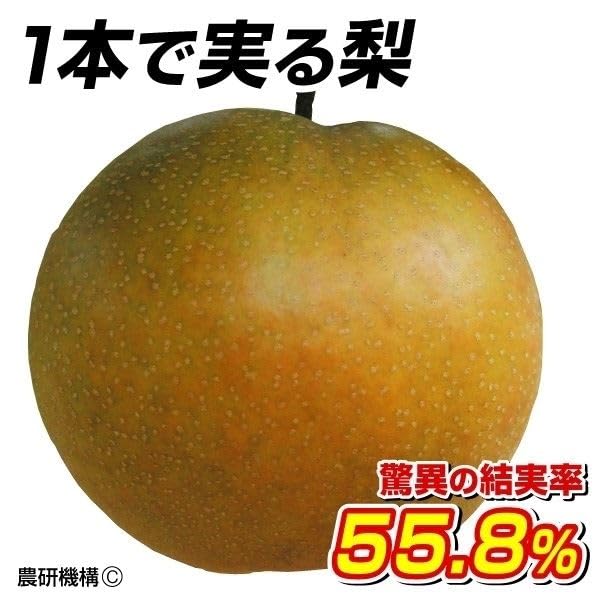 Amazon.co.jp: ナシ苗 なるみPVP 接木1年生根巻苗 1株 / 国華園 果樹苗 