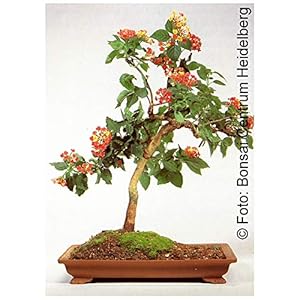 TROPICA – Lantana camara (Lantana camara) – 30 Semi- Bonsai