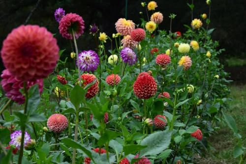 Image of Dahlia Flower Seeds 30 Plus Mixed Color for Planting Winter Seasonal Flower Seeds for Home Garden Balcony Terrace Easy Grow Decorative Blooming Plants for Indoor Outdoor Gardening (Dahlia)