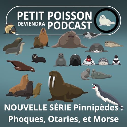 S05E26 NOUVELLE S&Eacute;RIE Pinnip&egrave;des : Les Phoques, les Otaries et le Morse (Mathilde Chevallay)