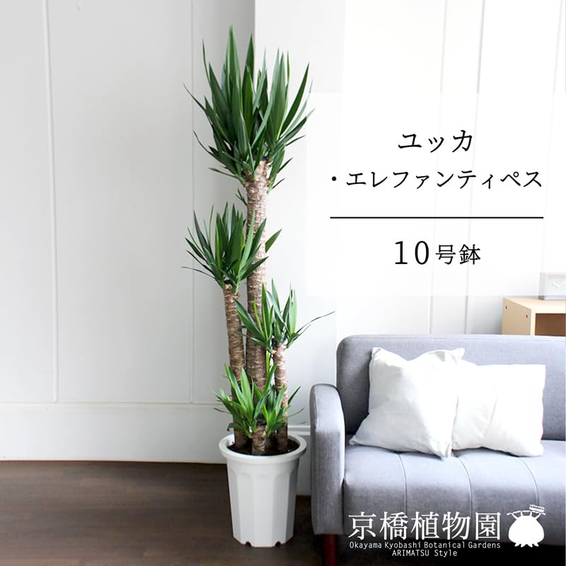［現品］36番　ユッカ　エレファンティペス　斑入り　10号　観葉植物　室内　大型 Amazon｜ユッカ・エレファンティペス10号｜観葉植物 オンライン通販