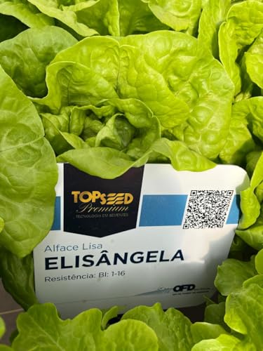 2.000 Sementes Importadas Alface Lisa Elisangela Peletizada Topseed Premium