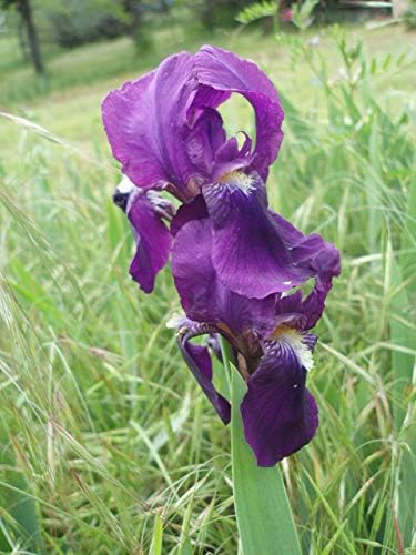 Miniatura 2 de IRIS REBLOOMING DE BARBAJA ALEMANA MORADAAZUL (1) RizomaBulboRaíz Listo para plantar ahora