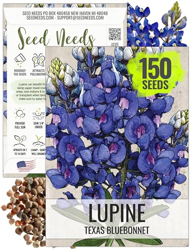 Seed Needs Texas Bluebonnet Seeds for Planting Lupinus texensis - Heirloom & Open Pollinated Perennial Blue Flowers to Plant an Outdoor Wildflower Butterfly Garden