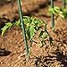 EcoStake Garden Stakes 3Ft 50 Pack, 1/4-Inch Dia Ecofriendly Plant Stakes/Tomato Stakes/Green