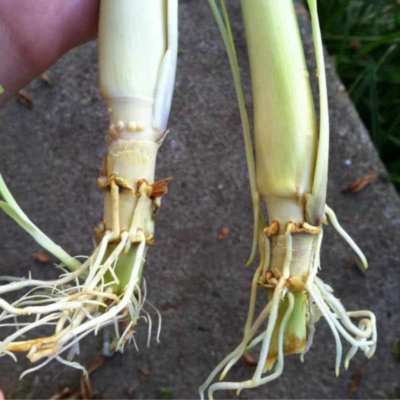 Miniatura 2 de Juego de 5 plantas de limoncillo, planta viva de hierba de limón de 5 a 8 pulgadas, tallos completamente enraizados