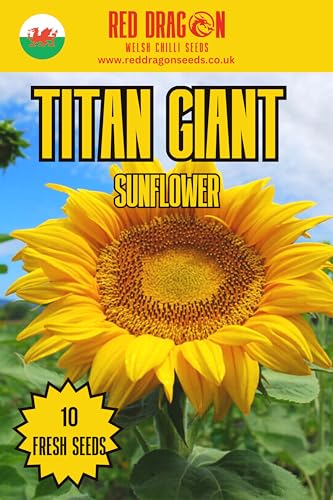 Titan Giant Sunflower Seeds - 10 Fresh Seeds - Grow one of the Tallest Sunflower Plants Over 15 feet Tall
