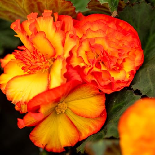 Begonia Nonstop Flame 24 x Plugs Inc: - Vibrant Orange & Gold Blooms for Summer Long Flowering Weather Resistant Tuberous Perennial Garden Plant - Thompson & Morgan