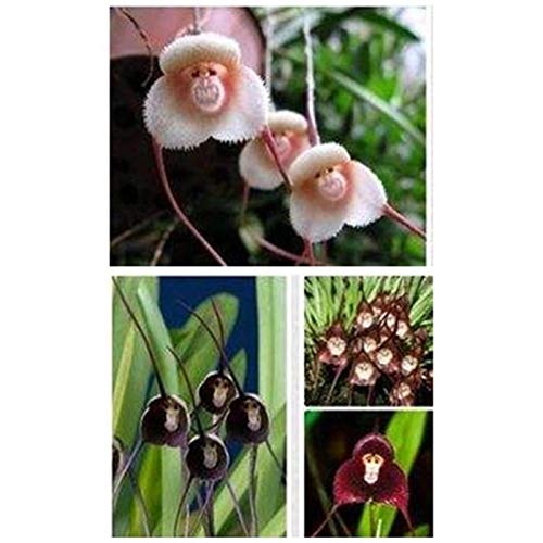 100/200 Stück entzückende Affengesicht-Orchideensamen, Gartenpflanze, Bonsai-Dekoration für Frauen, Männer, Kinder, Anfänger, Gärtnergeschenk – Bild 4