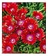 Winterharte Eisblume Sundella Red von BALDUR Garten für Balkonpflanzen
