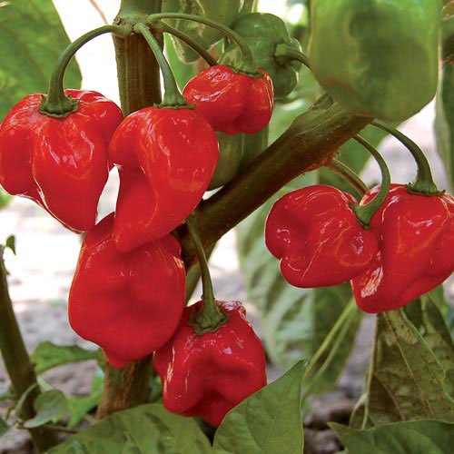 Semillas de Chile Habanero Caribeños Rojo - Aji Semillas de Chili Muy Picante Carribean Red