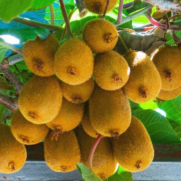 See full amazon price history chart for M-Tech Gardens Rare Hybrid Kiwi " Solissimo " Exotic 50 Fruit Seeds for Growing M-Tech Gardens Rare Hybrid Kiwi " Solissimo " Exotic 50 Fruit Seeds for Growing (B0BND9JG3M) Amazon Price History, Amazon Price Tracker