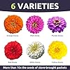 Zinnia Cut & Come Again Mix - Large 1 Ounce Packet - 4,000 Flower Seeds for Planting - Zinnia elegans #2