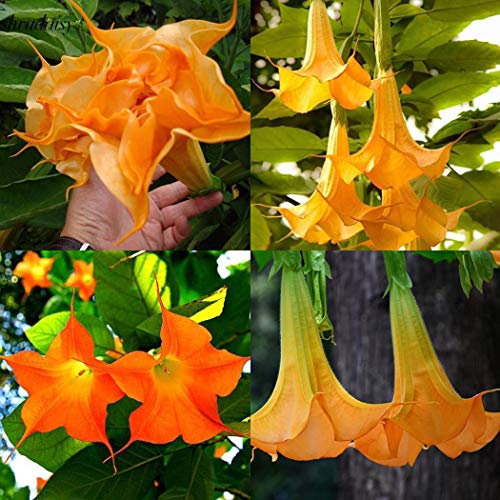 50pcs: Graines de Datura orange parfumées pour jardin de fleurs adorables S5DY Cover