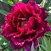 4 Bulbi Di Peonia Albero Paeonia Suffruticosa - Piante Perenni Resistenti Per Giardino O Vaso - Foto 12