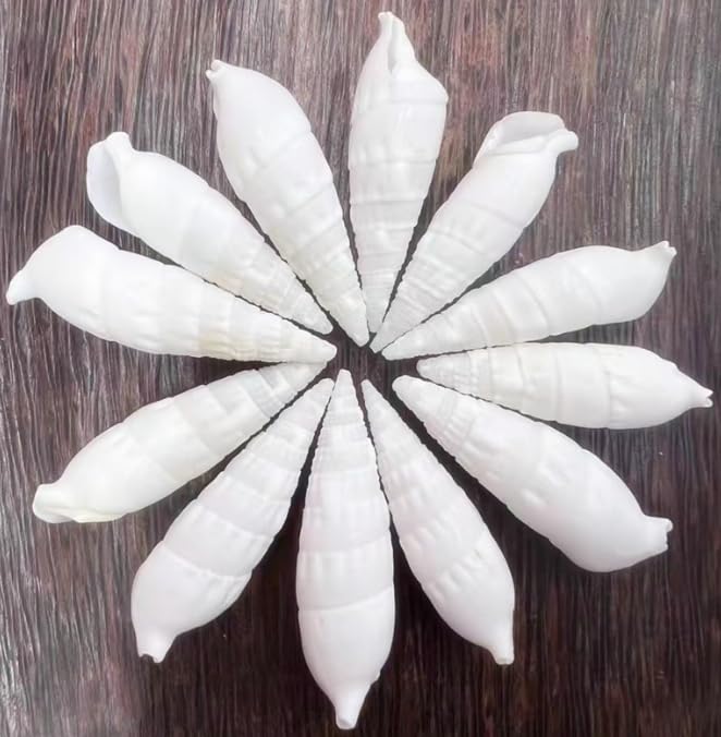 Hermit Crab Shells 30 PCS Small to Medium and Large Crabs Assorted Natural Sea Conch Size 1.6