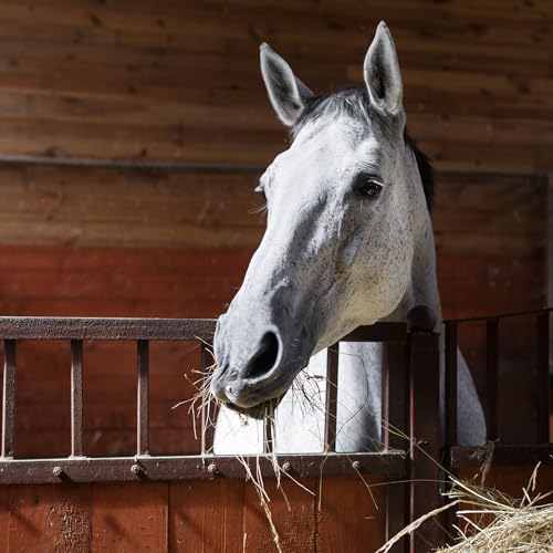 Ep. 075 Managing Hard Keepers How to Feed Your Underweight Horse Beyond the Barn Podcasts