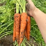 100 piezas semillas de plantas de zanahoria plantas de balcón semillas de hortalizas plantas exóticas resistentes, plantas en maceta resistentes decoracion de balcones plantas resistentes