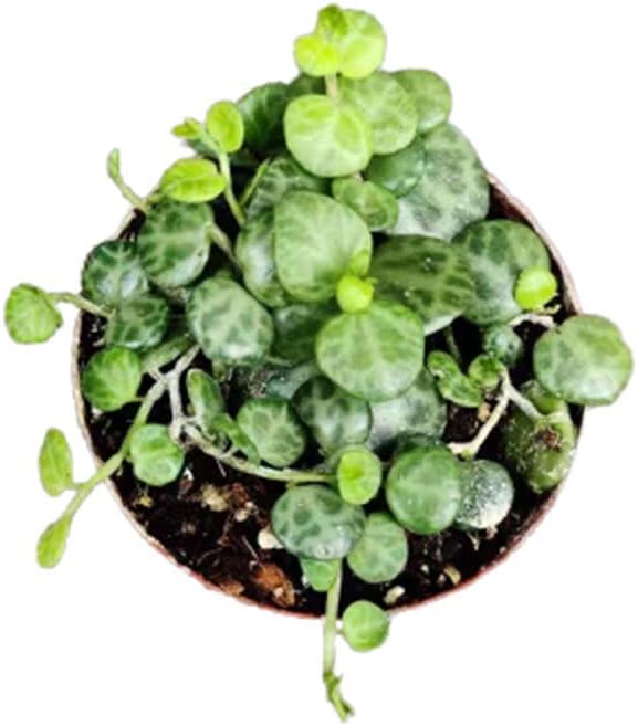 Live Succulent Plants Succulents String of Turtles(2.5" Pot)