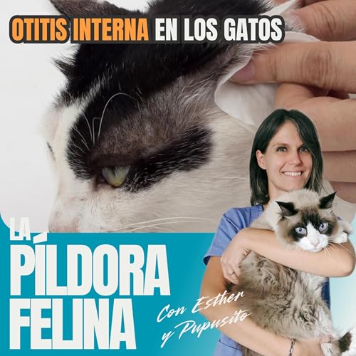 506. Otitis INTERNA en los gatos cover art