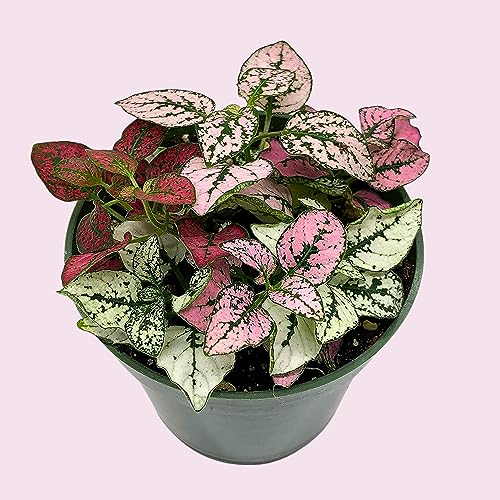 BubbleBlooms Polka-dot-Plant in a 4 inch Pot, Hypoestes phyllostachya Tricolor Red Pink and White BubbleBlooms Polka-dot-Plant in a 4 inch Pot, Hypoestes phyllostachya Tricolor Red Pink and White