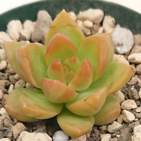 Amazon.co.jp: 多肉植物 セダム属 黄麗 オウレイ 月の王子 カット小苗 