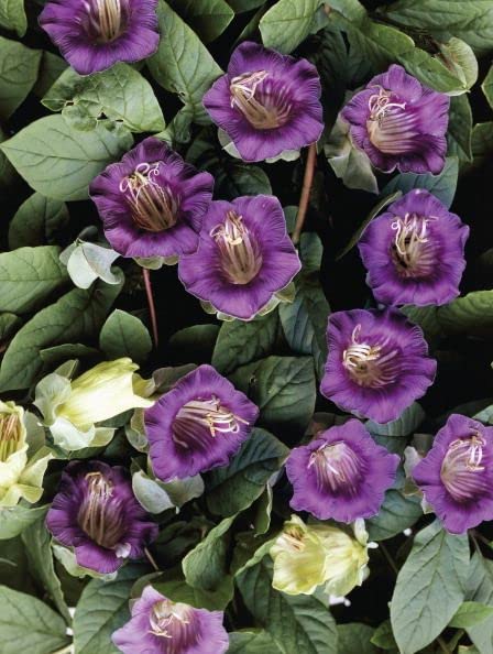 Urban Turtle Cup and Saucer Vine Flowering Plant Seeds- 35 Seeds Economy Pack (B09TJ3629N) Amazon Price History, Amazon Price Tracker