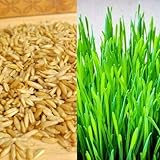 100 Grams Seed of Cat Oat Grass For Dogs, Lizards, Tortoise, Guinea Pigs, etc