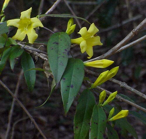 Germinazione dei semi: Carolina Jessamine (Gelsemium sempervirens)? 30 semi