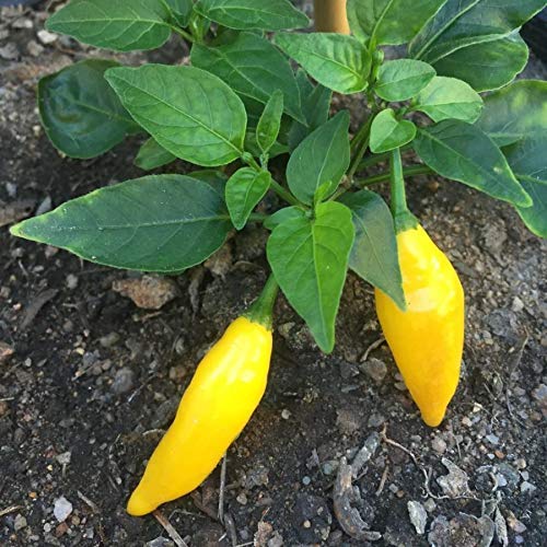 Golden Hills Farm Aji Lemon Chilli Pepper 100 seeds (B07NZCS748) Amazon Price History, Amazon Price Tracker