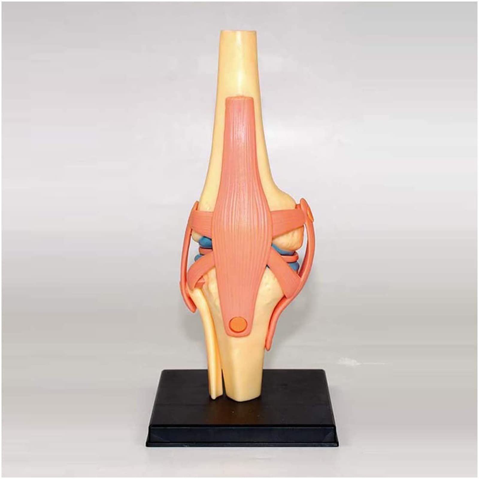 Kniegelenk anatomisches Modell - 19 abnehmbare Teile Medizinisches Lehrmodell - Medizinisches Unterricht anatomisches Kniemodell - für medizinische Bildungsausbildung