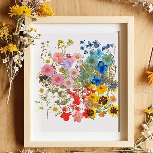 Boutihao Echte Natürliche Gepresste Blumen, 11 Arten von 32 Stück Getrockneten, Gemischte Getrocknete Blätter Gänseblümchen für DIY-Kunsthandwerk, Kerzenherstellung, Nageldekoration, Handyhüllen
