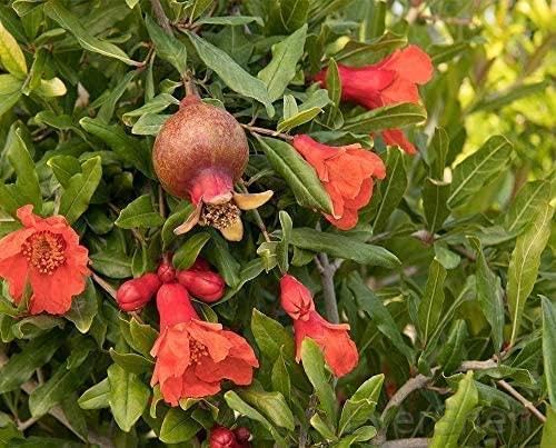 EverSneh Real Live Super Red Bhagwa Anar Hybrid Pomegranate, Bedana Live Plant Original Variety Plant With Pot (B0C2MWGXBZ) Amazon Price History, Amazon Price Tracker