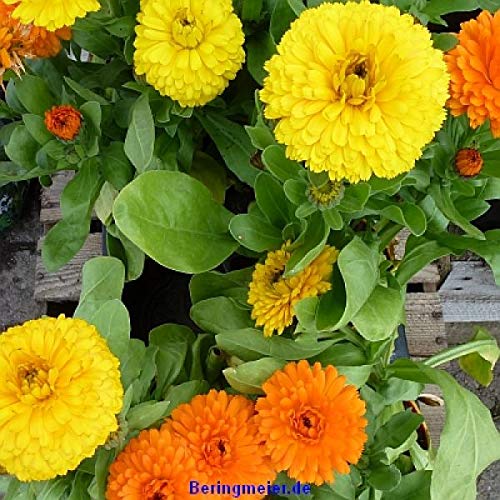 Calendula officinalis Pacific Beauty Mischung Ringelblumen (1000 Gramm)