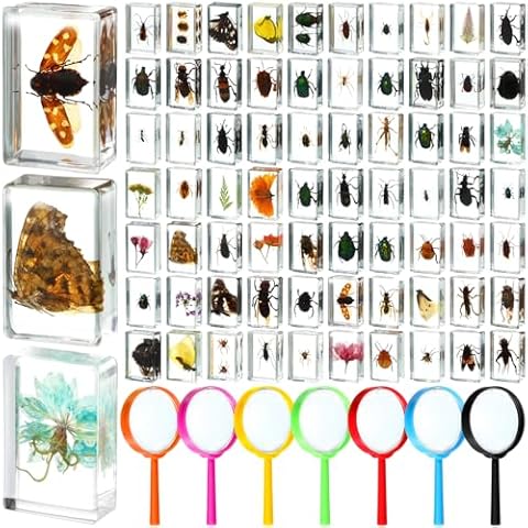Lineshading 70 Pcs Insect in Resin Specimen with 7 Magnifying Glass Various Bugs Collection Paperweights Bug Kit Preserved in Resin for Kids Scientific Educational Classroom Display Collection Cover