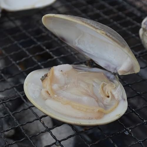 蓄養蛤大サイズ たっぷり3kg 楠町名産 ハマグリ