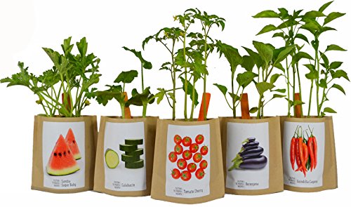 Kit de cultivo huerto urbano CALABAZA: Amazon.es: Jardín