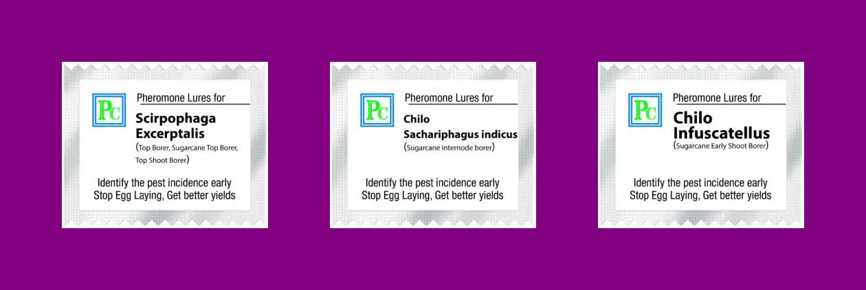 Replacement Lures Combo Pack for Sugarcane - 24pack Each 8 Lures of Chilo infuscatellus, Chilo Sacchariphagus indicus & Scirpophaga excerptalis (Sufficient for 1 Acre)