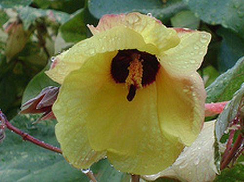 Mahoe Variegated Sea Hibiscus Tropical Tree Live Plant Colored Leaves Yellow Coral Flowers Starter Size 4 Inch Pot Tree Plant Emeralds Tm #TOP1