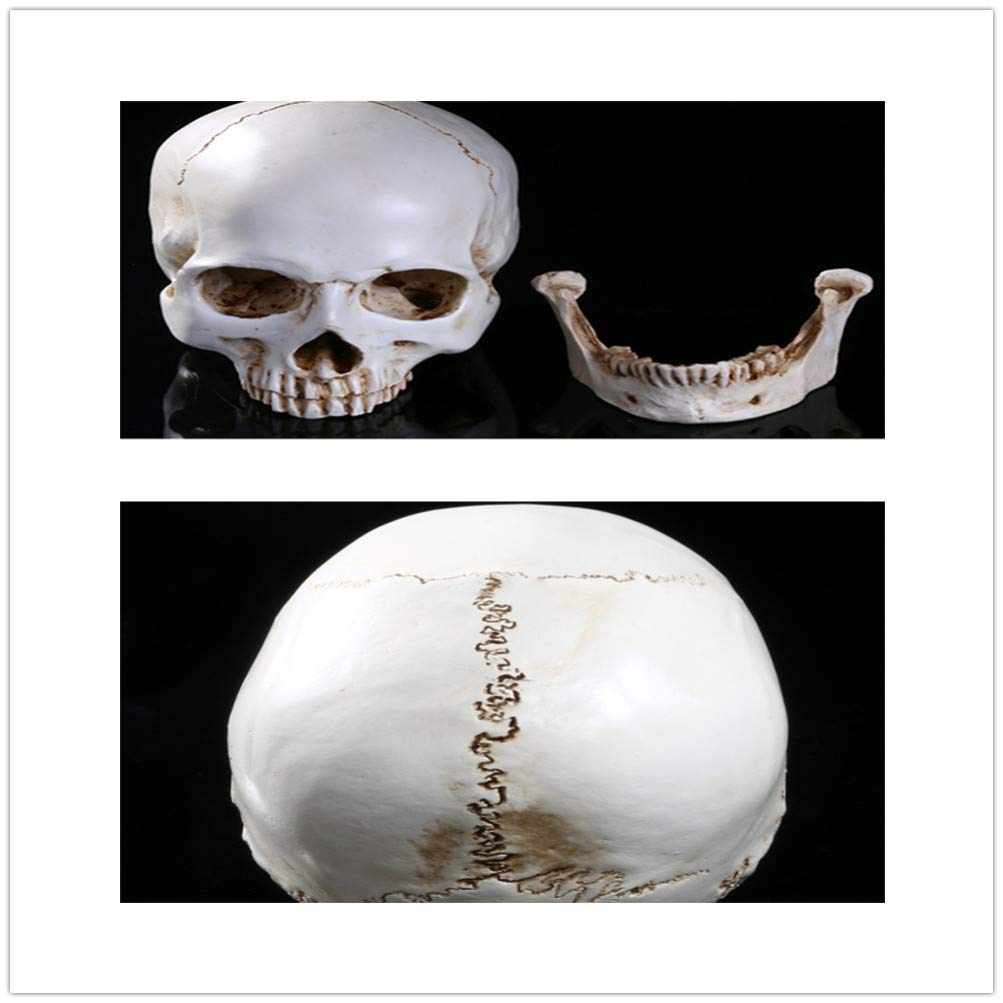 Halloween-Lebensgröße, menschlicher Schädel-Modell- , 1:1 aussehende Totenköpfe, Skelettkopf für Halloween, Bar, Zuhause, Tischdekoration