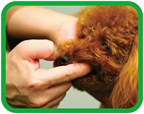 Amazon ライオン Lion ペットキッス Petkiss 歯みがきジェル リーフの香り 40g ペットキッス Petkiss デンタルケア 通販