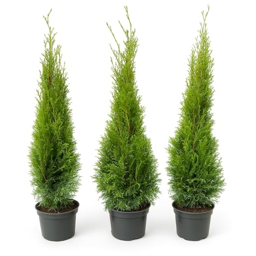 10st. Thuja Smaragd 90-120cm ohne Topf gemessen Heckenpflanzen Lebensbaum Immergrüne Heckenpflanze Winterhart