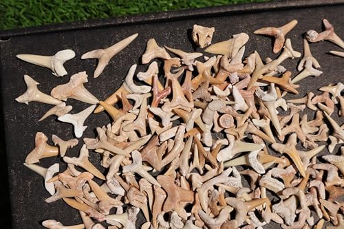 Image of Great Collection of Shark Teeth Fossil Shark Teeth Fossils for Kids Fossils from Morocco A257