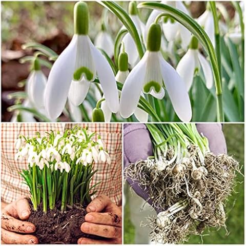 Woodland bulbs® 100 x SINGLE SNOWDROPS BULBS - UK Grown - SNOWDROPS IN THE GREEN - Galanthus Nivalis - Snowdrop Plants - Snowdrop bulbs For Planting Now UK - Trusted UK Seller (FREE UK P&P) Cover