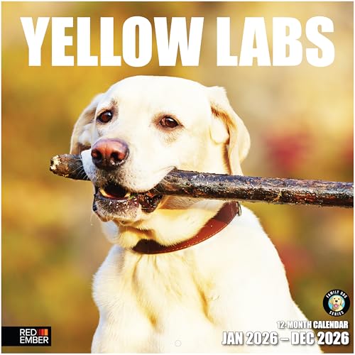 Image of RED EMBER Yellow Labs 2026 Wall Calendar 12 Month | 12 inch x 24 inch Open | Thick & Sturdy Paper | Giftable | Cute Labrador Retriever Puppy Dog Calendar 2026
