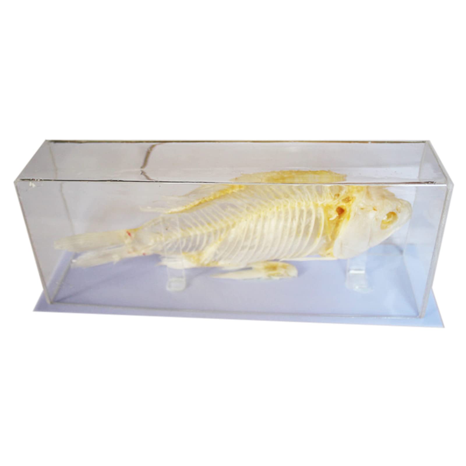 GTHTUHFD Human Body Model,Human Skeleton Model,Real Fish Skeleton Specimen Taxidermy Fish Skeleton Model Animal Bone Skeleton Taxidermy Supplies Art Bone Vet Medicine 1:1 .99