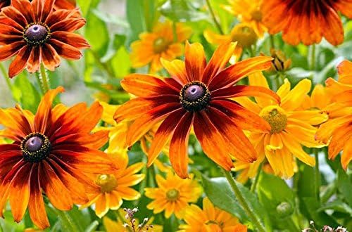 Miniatura 7 de Más de 300 semillas de flores Gloriosa Daisy Rudbeckia Hirta, Susan de ojos negros, bienal, hermosas, de Estados Unidos