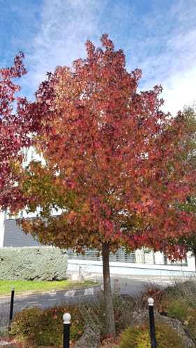 Liquidambar styraciflua/Copalme d'Amérique/Godet/Arbre