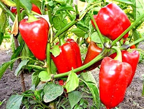 Miniatura 7 de Semillas Verduras Sweet Bell Red Giant Pepper - 30 Semillas