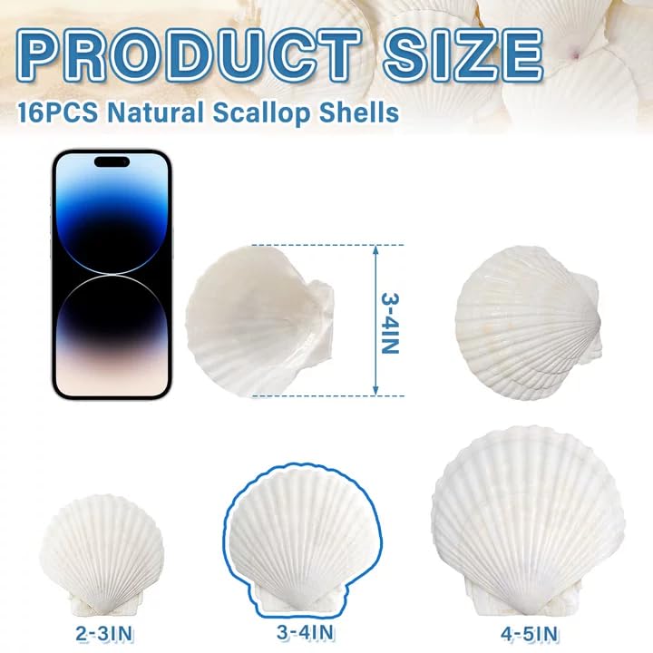 Image of QICQDRAM 16PCS Seashells for Crafts 3''-4'' Scallop Shells for Painting | White Large Scallop Sea Shells Bulk for DIY Beaching Cooking Wedding Decor